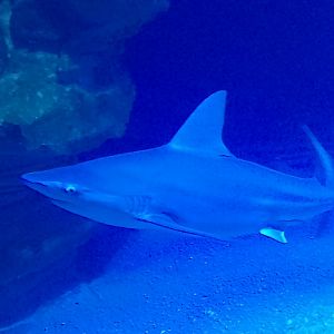 Sandbar shark