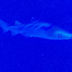Sand tiger shark