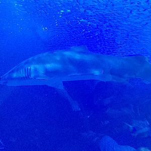 Sand tiger shark