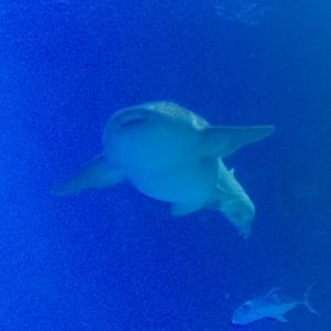 Atlantic nurse shark