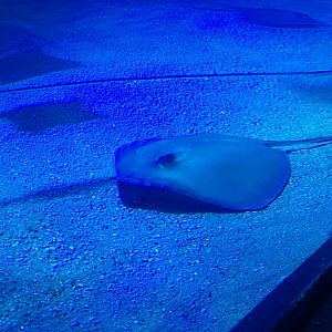 Common stingray