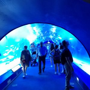 Ocean tank tunnel