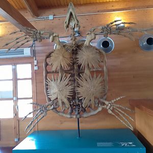 Archelon skeleton