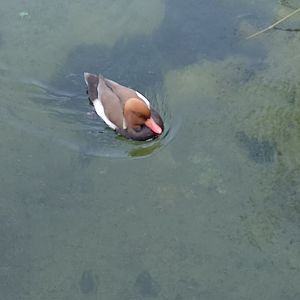 Red-crested pochard