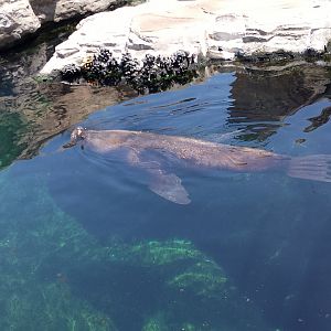 South American sea lion