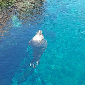 East Atlantic harbour seal