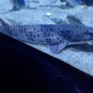 Small-spotted catshark