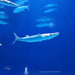 European barracuda