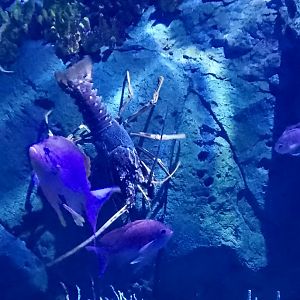Spiny lobster and swallowtail sea perches