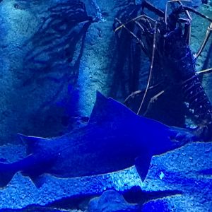 Angular roughshark and spiny lobster