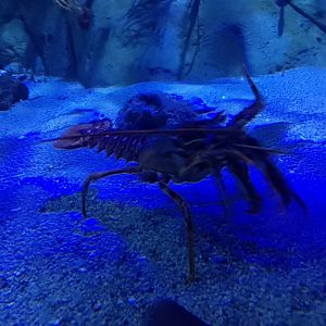 European spiny lobster