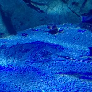 Undulate ray and flying gurnard