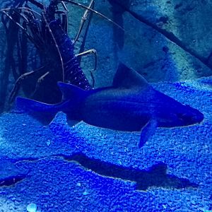 Angular roughshark and spiny lobster