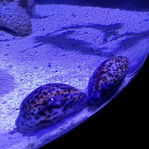 Cone snails and horseshoe crabs