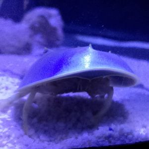 Atlantic horseshoe crab