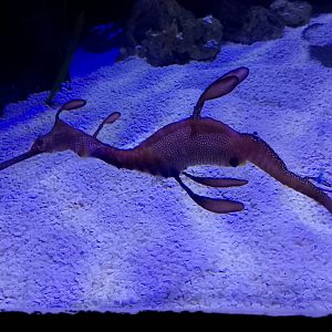 Weedy seadragon