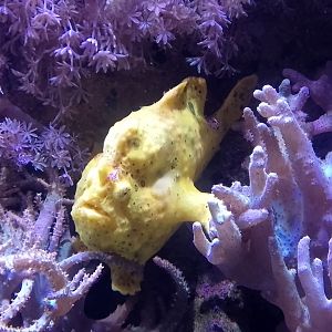 Painted frogfish