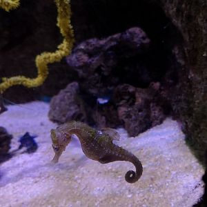 Spotted seahorse