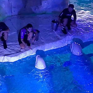 Beluga feeding time