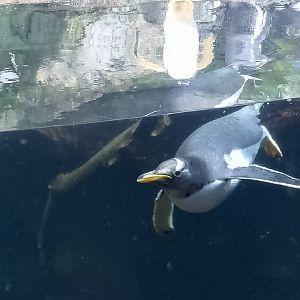 Subantarctic gentoo penguin