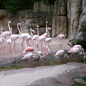 Greater flamingoes