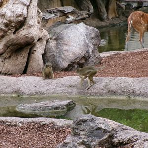 Talapoins and sitatunga