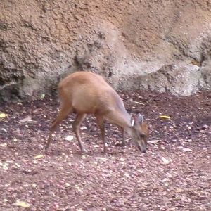 Red duiker
