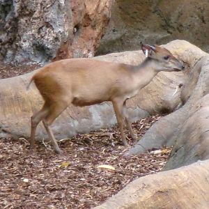 Red duiker