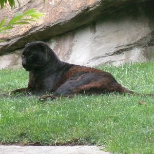 Melanistic leopard