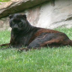 Melanistic leopard