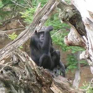 Western common chimpanzee