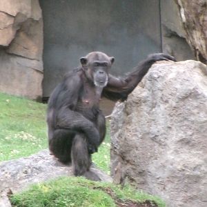 Western common chimpanzee