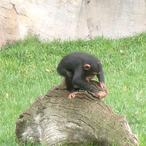 Western common chimpanzee