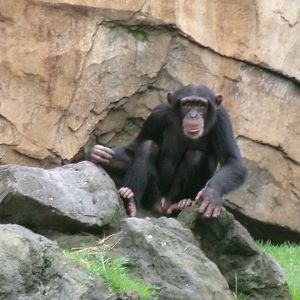 Western common chimpanzee