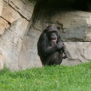 Western common chimpanzee