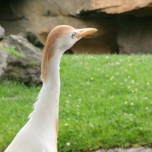 Western cattle egret