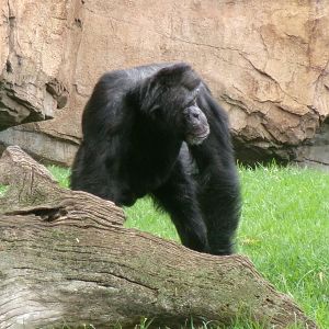 Western common chimpanzee