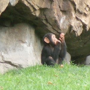 Western common chimpanzee