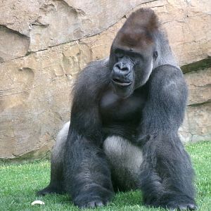 Western lowland gorilla
