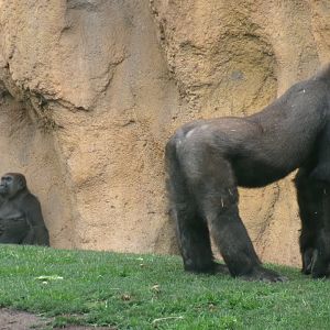Western lowland gorillas