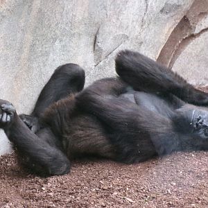 Western lowland gorilla