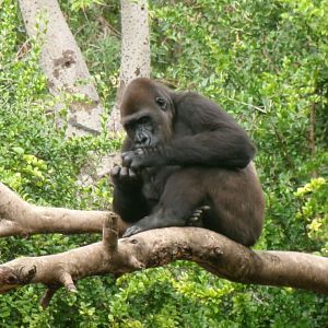 Western lowland gorilla