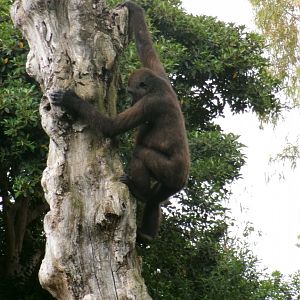 Western lowland gorilla