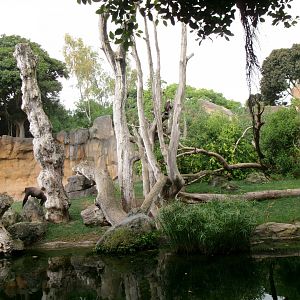 Western lowland gorilla exhibit