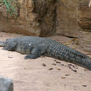 Nile crocodile