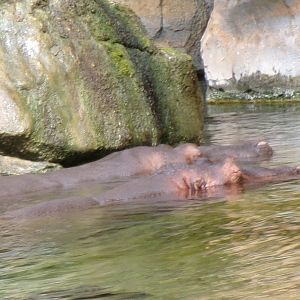 Common hippopotamus