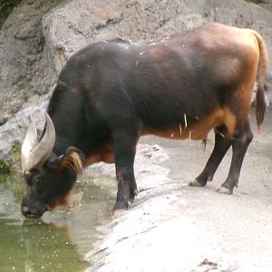 African forest buffalo