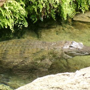 Nile crocodile