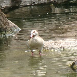 Egyptian goose