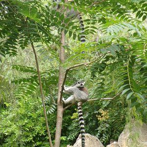 Ring-tailed lemurs
